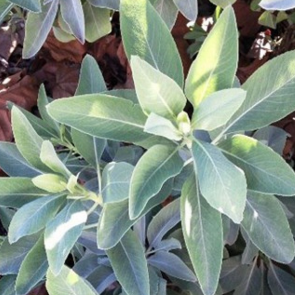 Sage Oil and Bundle