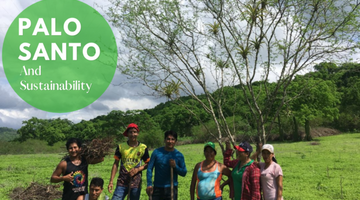 Palo Santo Sustainability