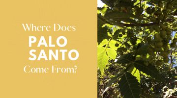Where Does Palo Santo Come From?