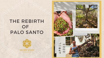 The Rebirth of Palo Santo