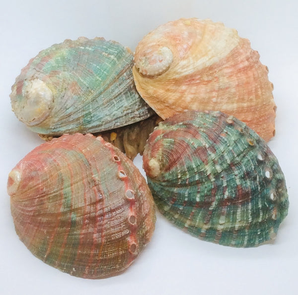 Abalone Shell