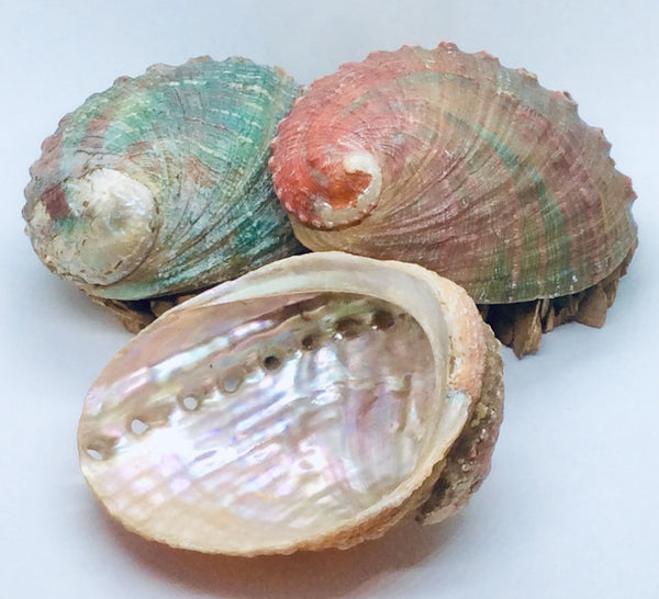 Abalone Shell