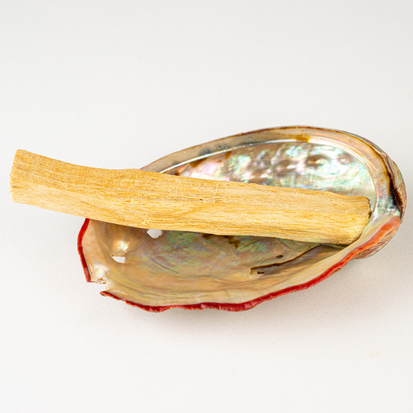 Abalone Shell