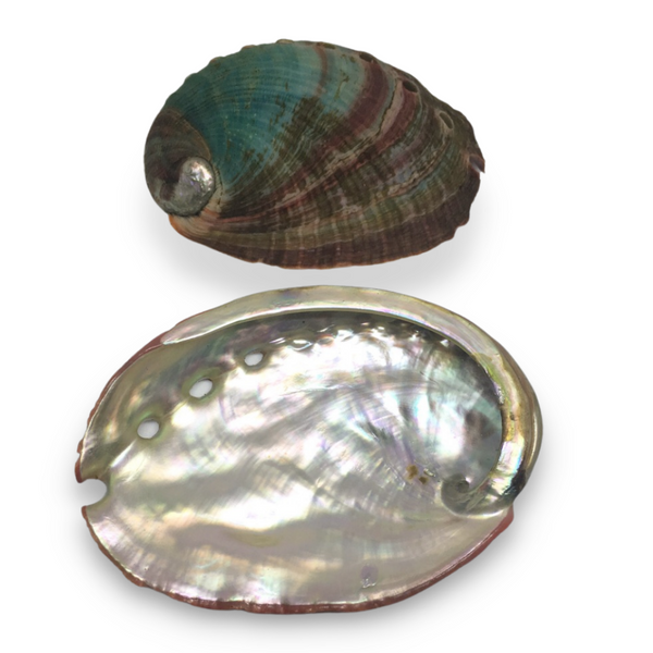 Abalone Shell